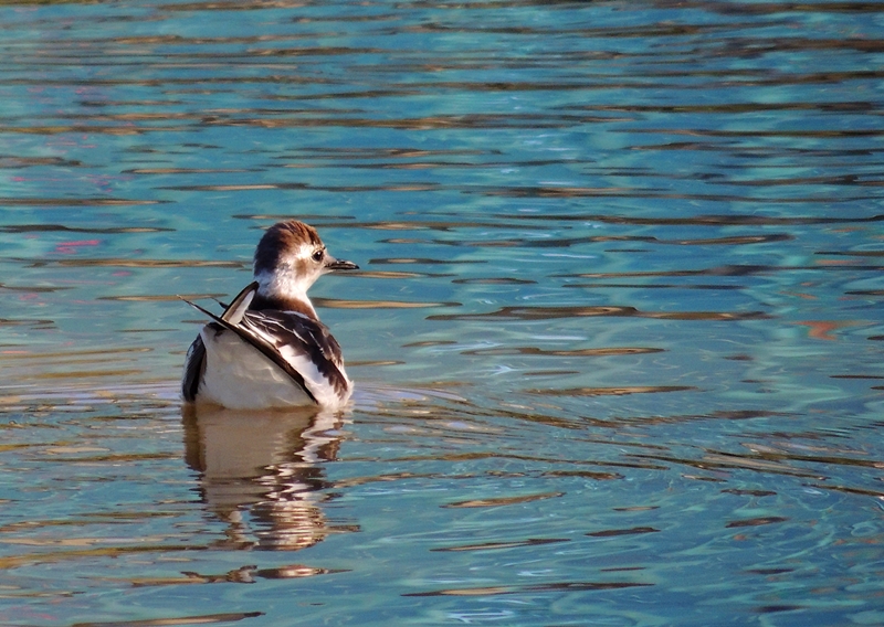 Little Gull