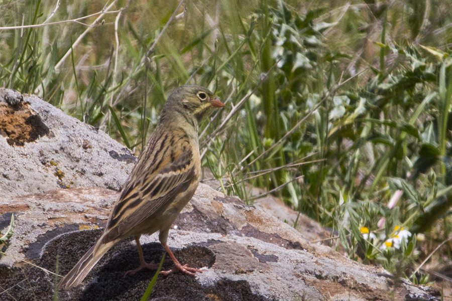 Ortolan Bunting