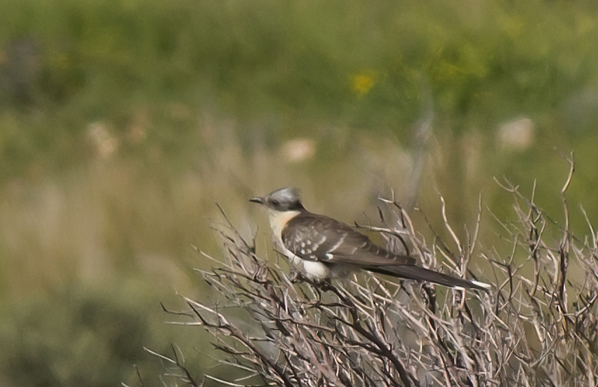 Great Spotted Cuckoo