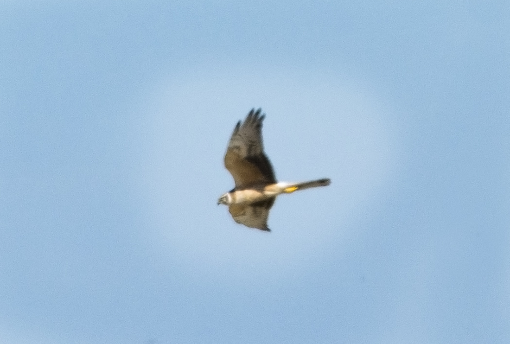 Pallid Harrier