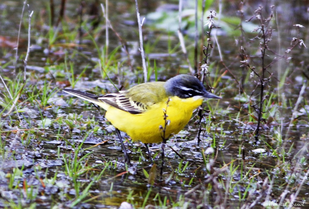 Western Yellow Wagtail