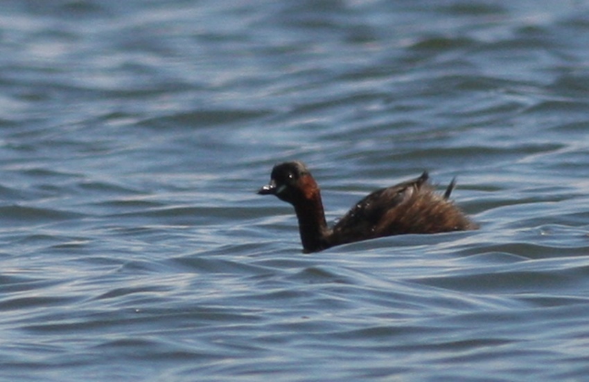 Little Grebe