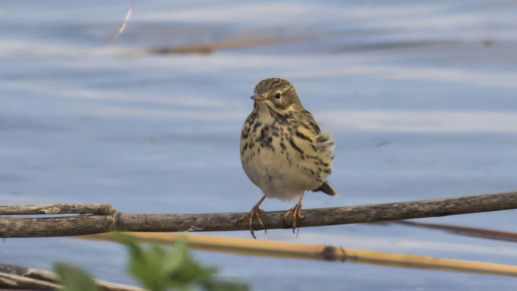 Meadow Pipit