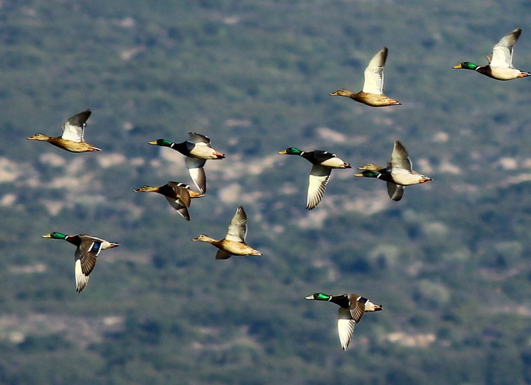 Mallard