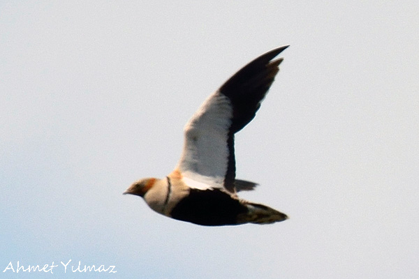 Black-bellied Sandgrouse