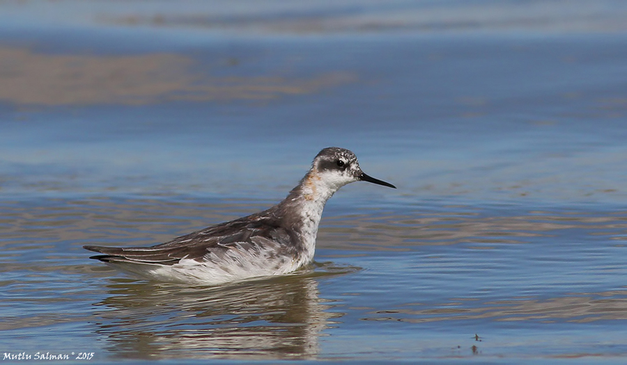 Red-necked Phalarope