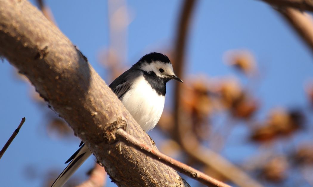 White Wagtail