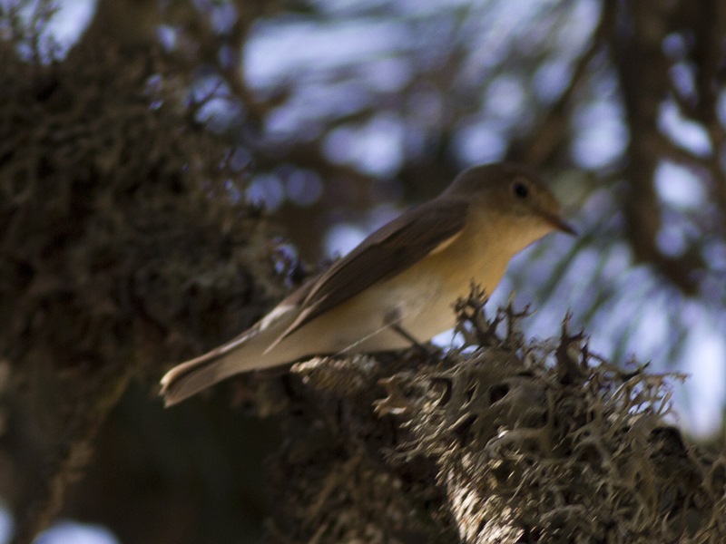 Red-breasted Flycatcher
