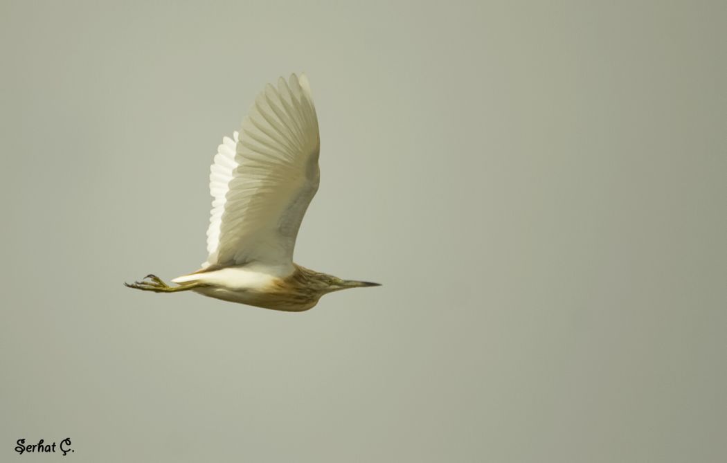 Squacco Heron