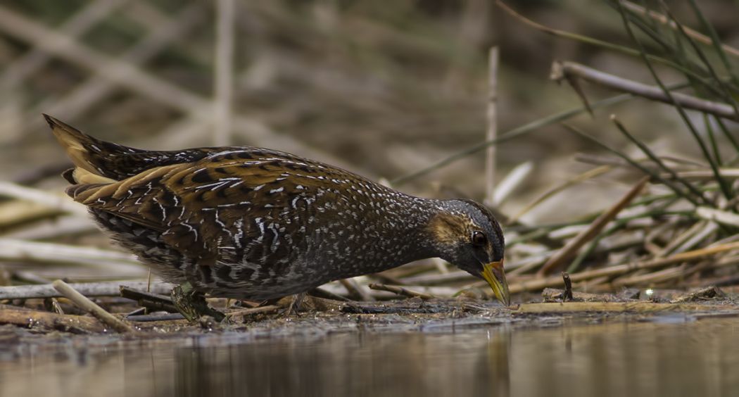 Spotted Crake