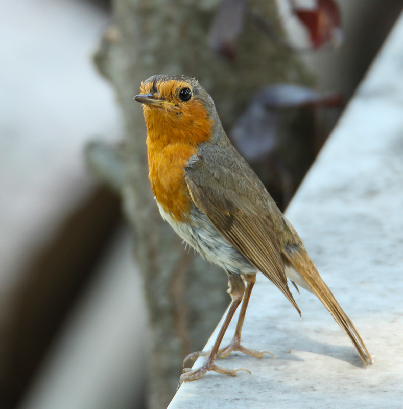 European Robin