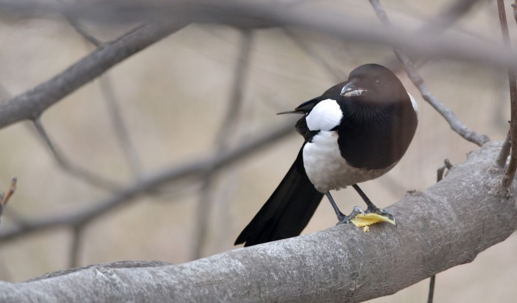 Eurasian Magpie