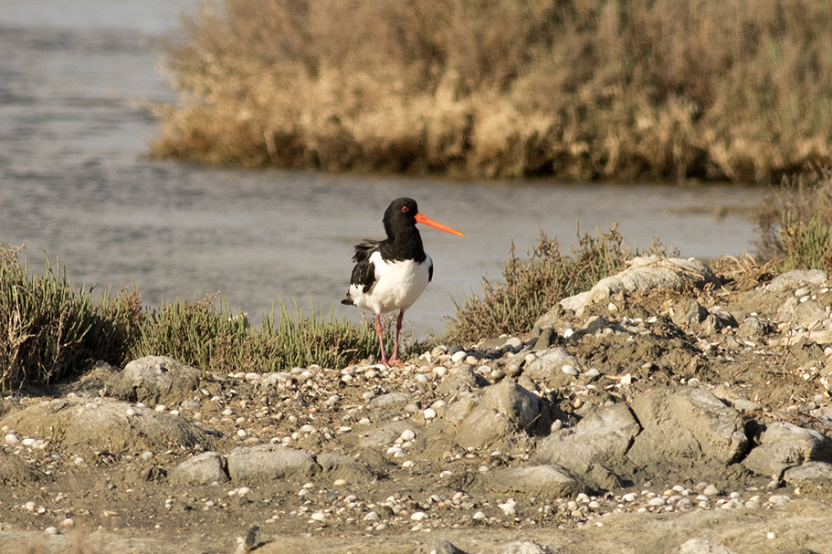 Eurasian Oystercatcher