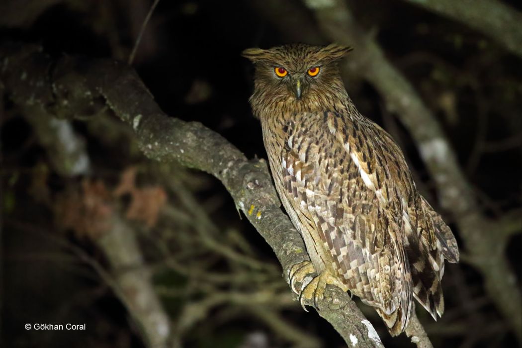 Brown Fish Owl