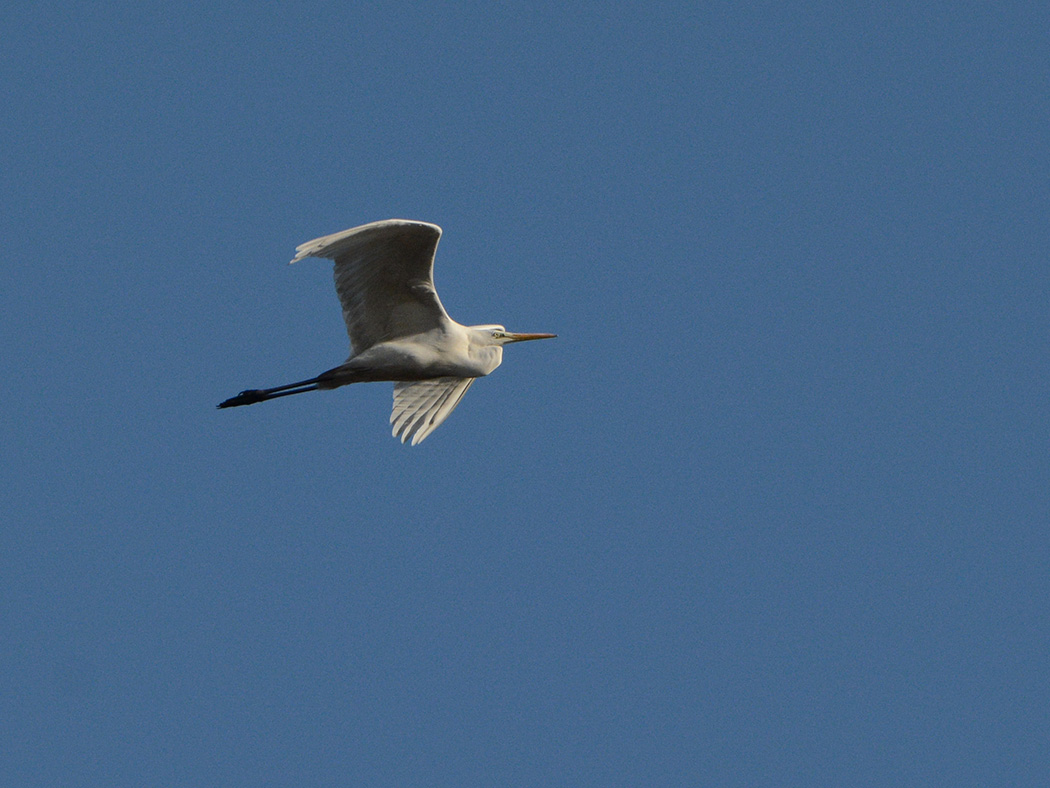Great Egret