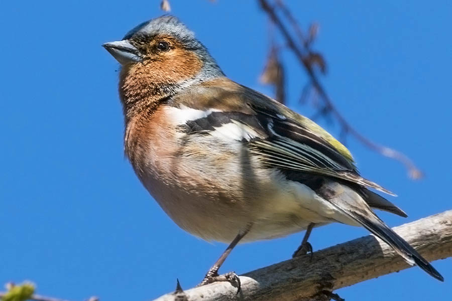 Eurasian Chaffinch