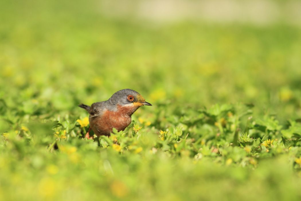 Subalpine Warbler