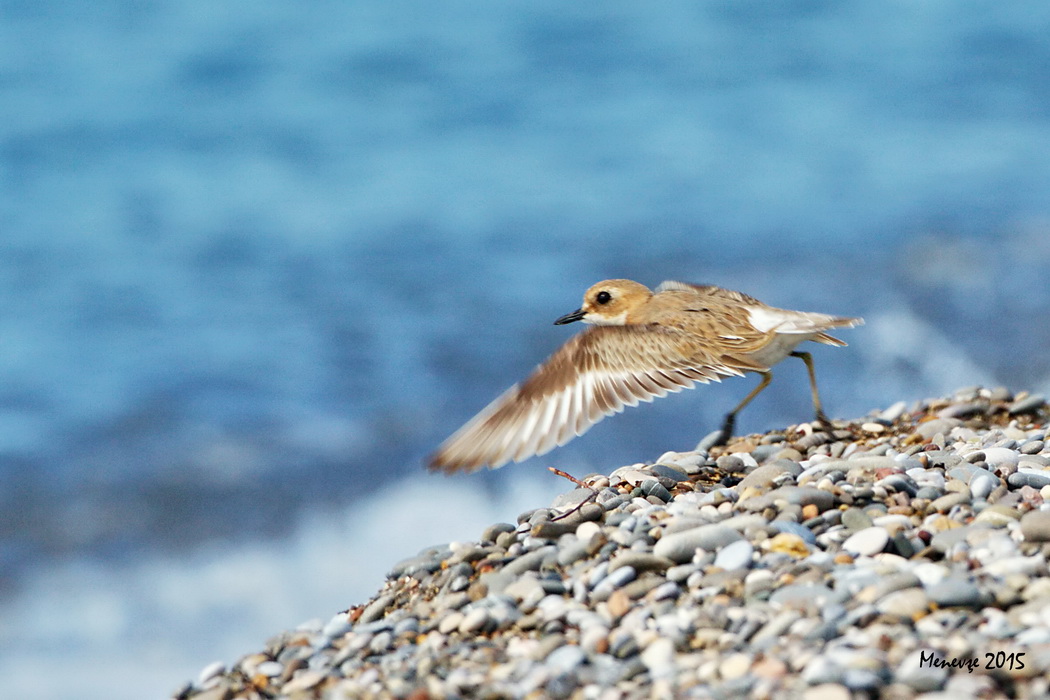 Greater Sand Plover