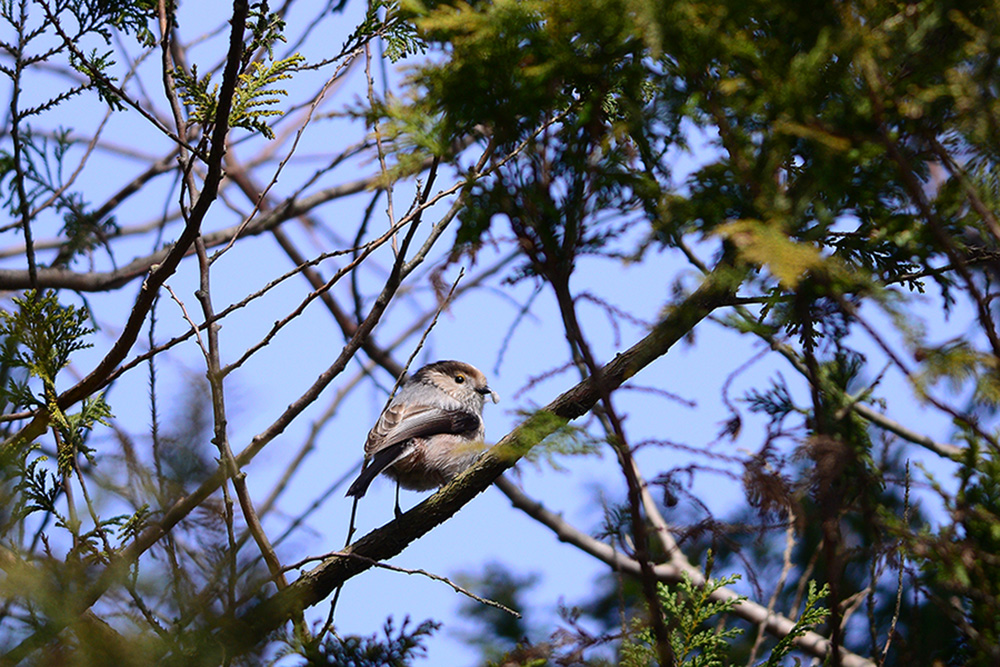 Long-tailed Tit