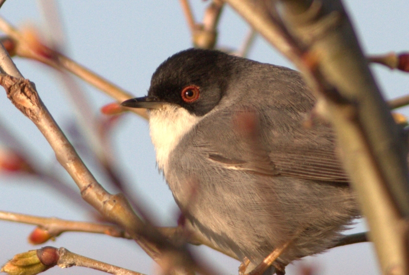 Sardinian Warbler