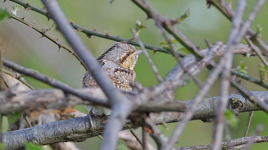 Eurasian Wryneck