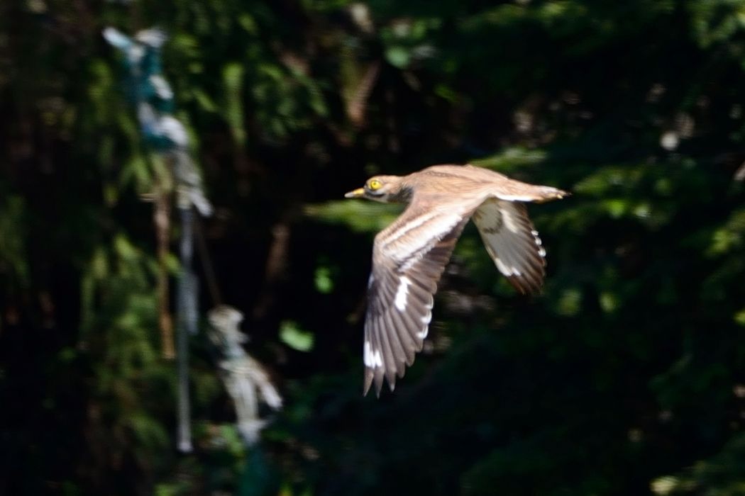 Eurasian Stone-curlew
