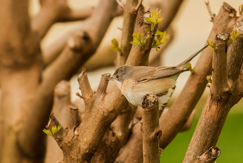 Subalpine Warbler