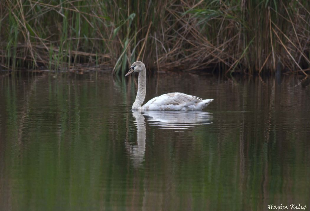 Mute Swan