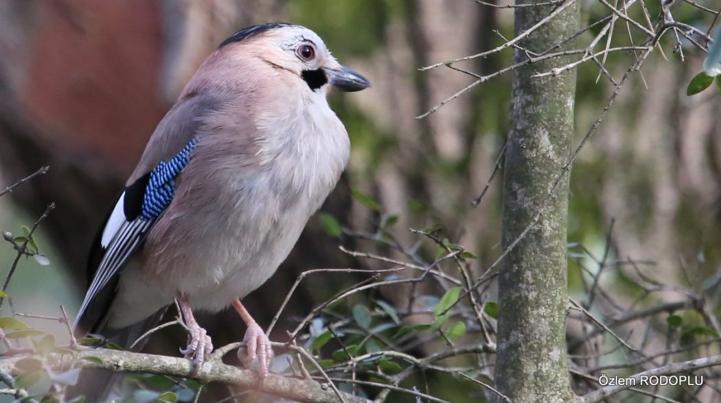 Eurasian Jay