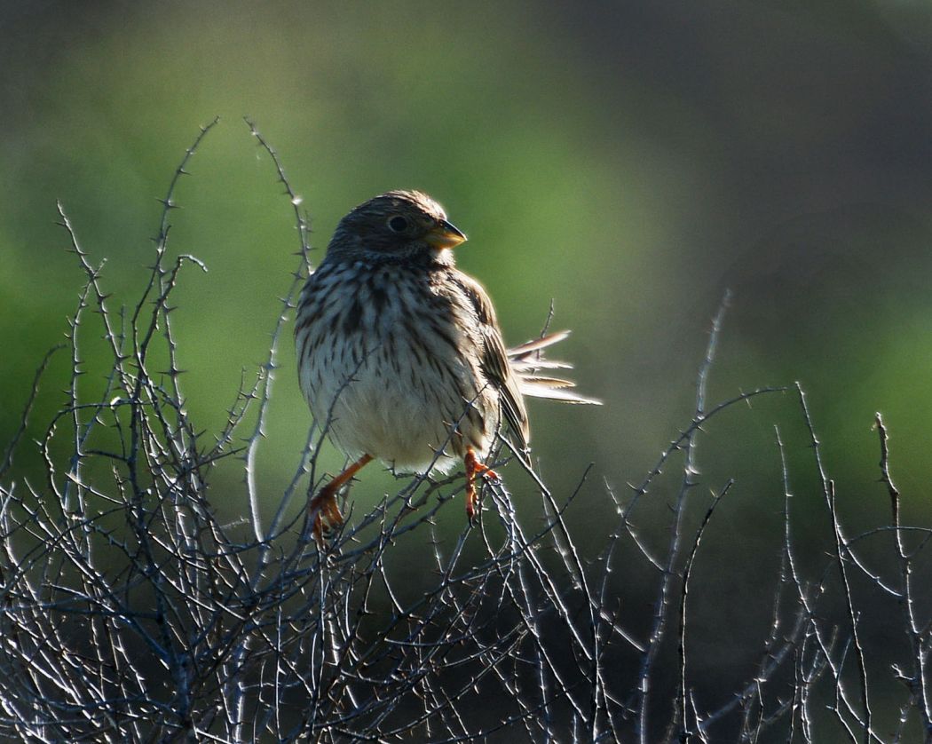 Corn Bunting