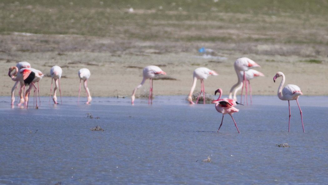 Lesser Flamingo