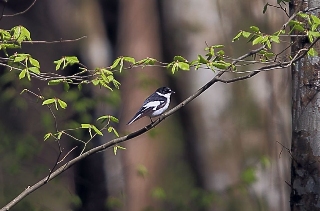 Semicollared Flycatcher