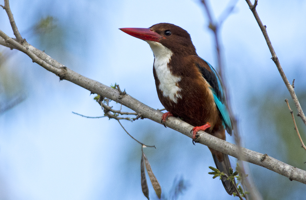 White-throated Kingfisher
