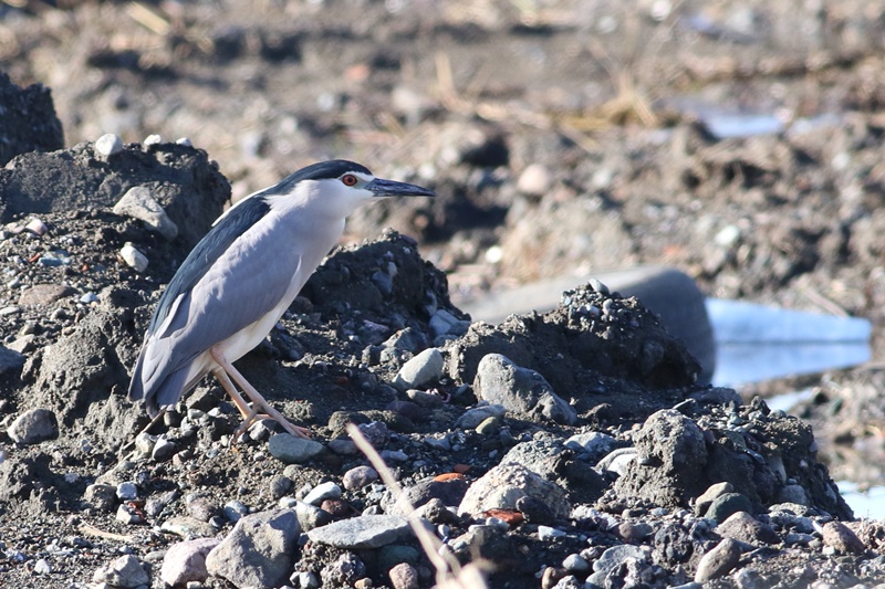 Black-crowned Night Heron