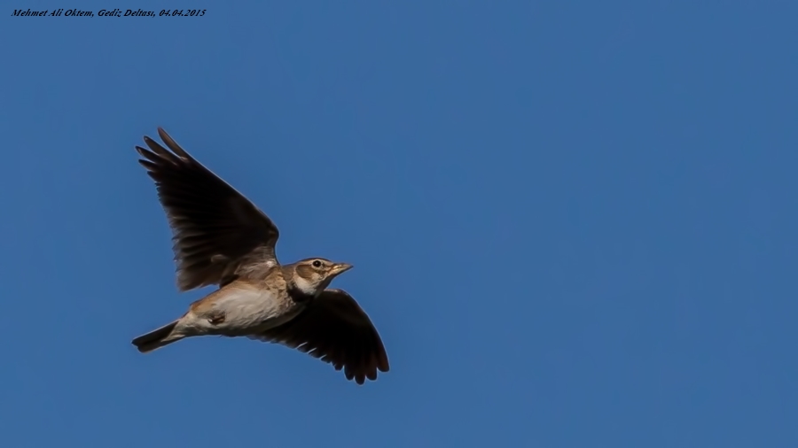 Calandra Lark