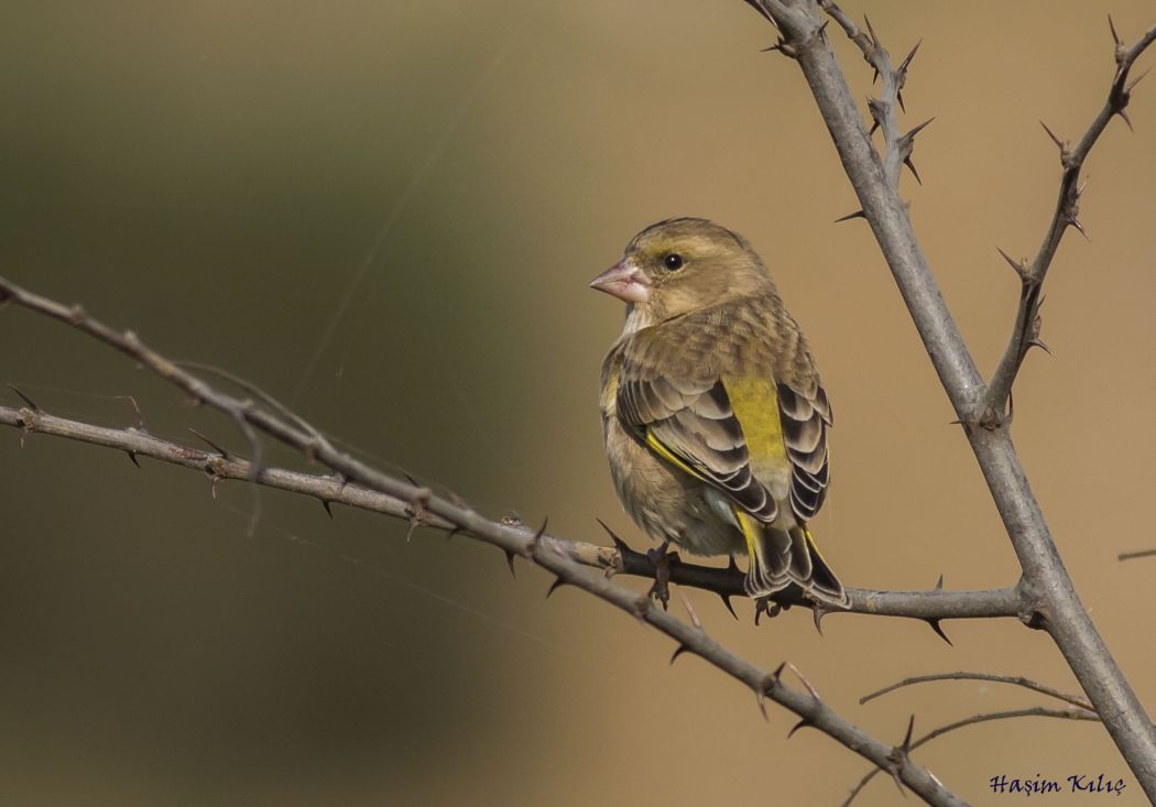 European Greenfinch
