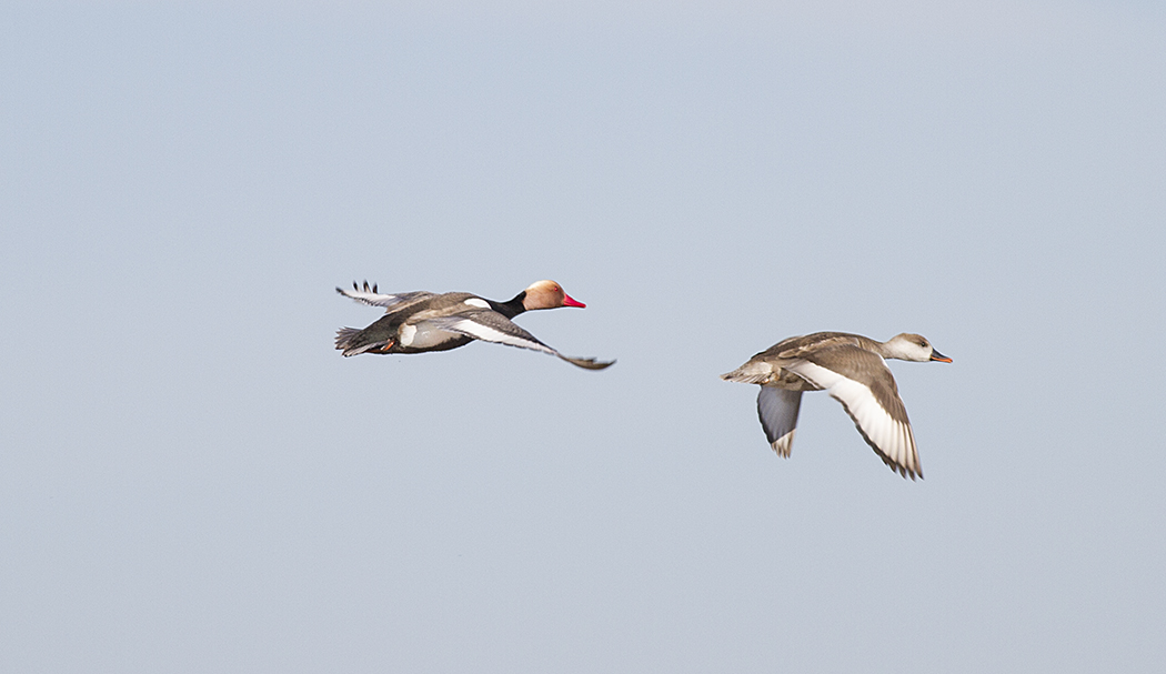 Red-crested Pochard
