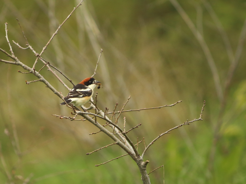 Woodchat Shrike