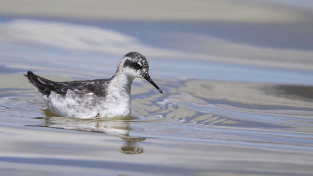 Red-necked Phalarope
