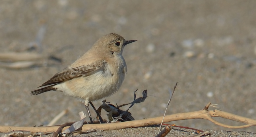 Desert Wheatear