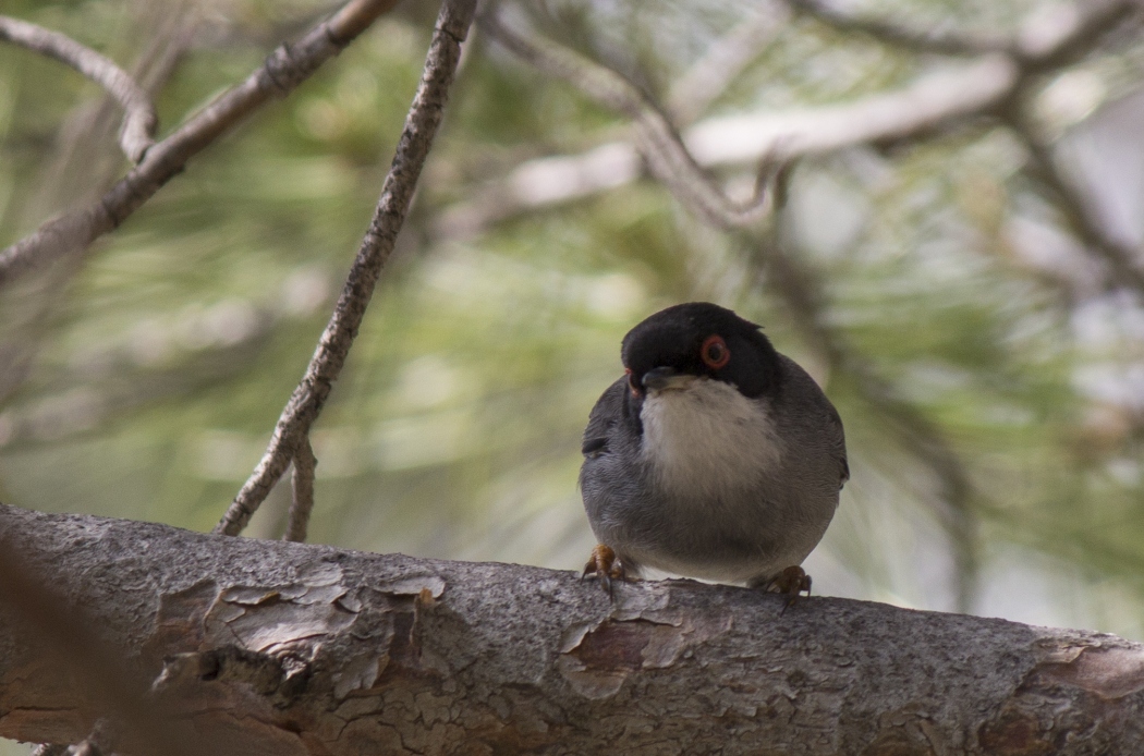 Sardinian Warbler