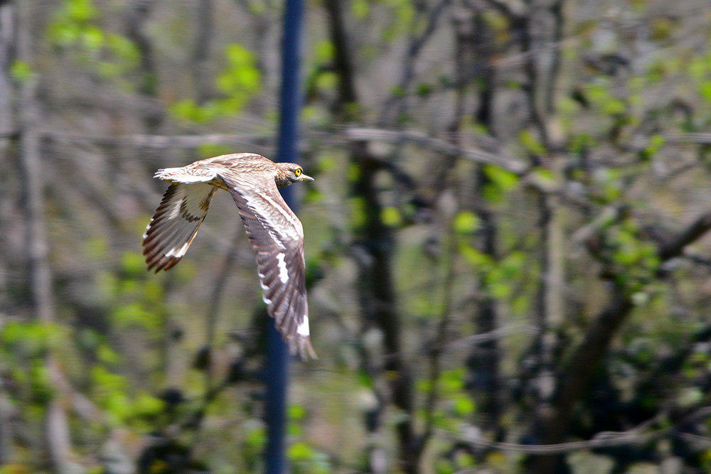 Eurasian Stone-curlew