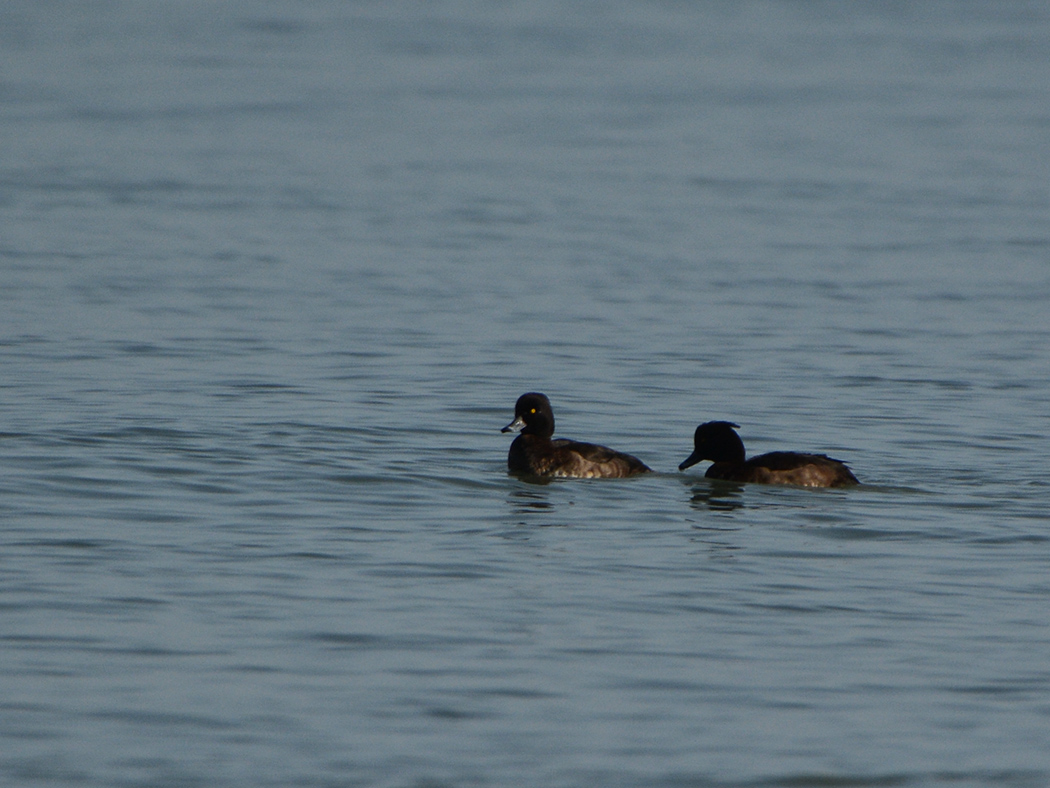Tufted Duck