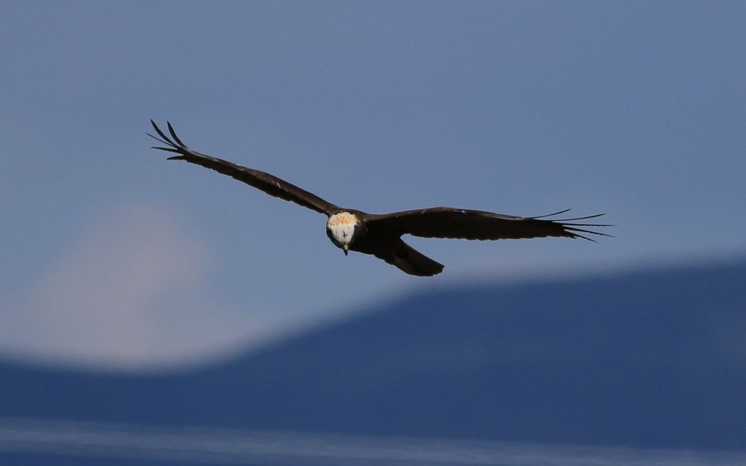 Western Marsh Harrier