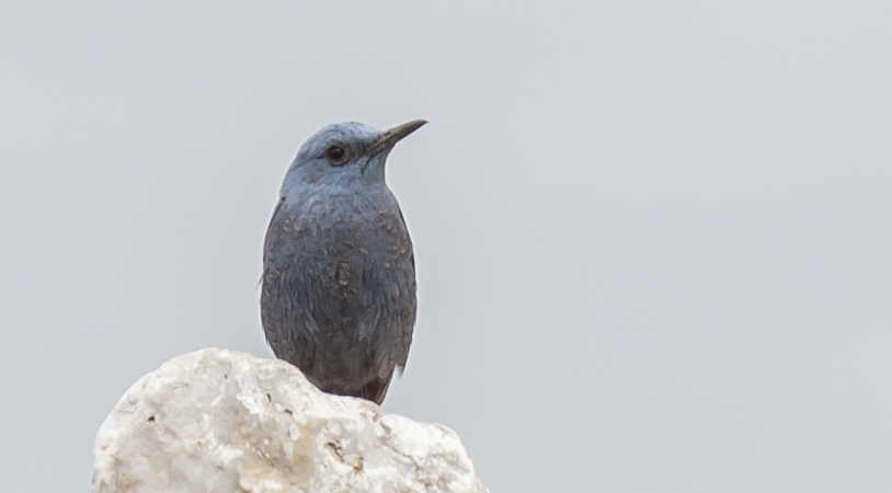 Blue Rock Thrush
