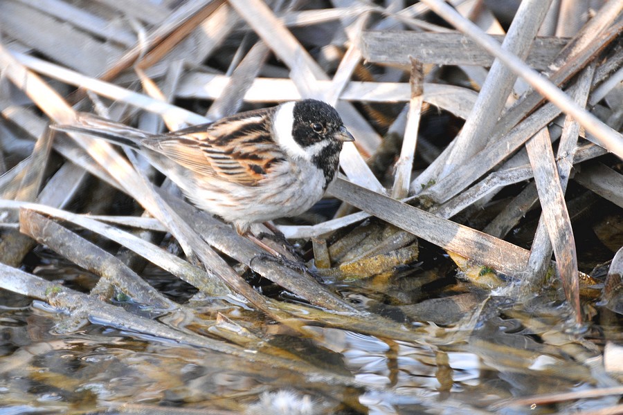 Common Reed Bunting