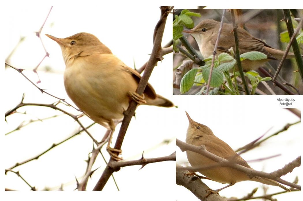 Marsh Warbler