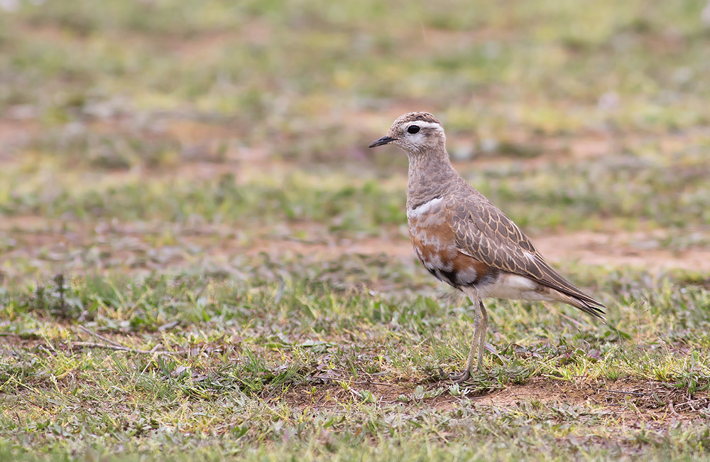 Eurasian Dotterel