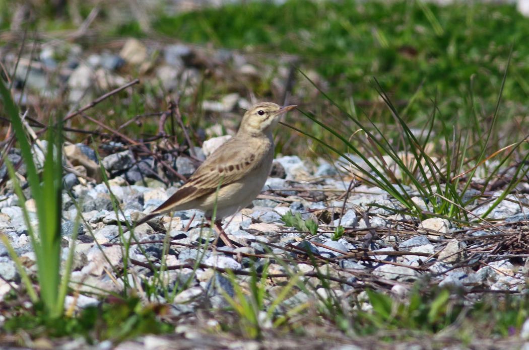 Tawny Pipit