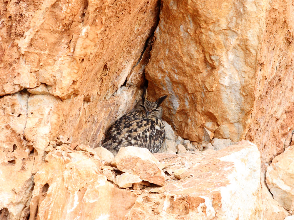 Eurasian Eagle-Owl